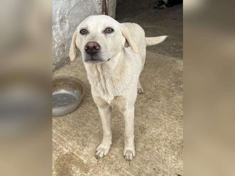 Nomi, geb. ca. 10/2024, lebt in GRIECHENLAND, auf einer privaten Pflegestelle