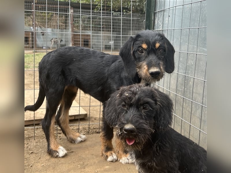 Bertha, geb. ca. 03/2023, lebt in GRIECHENLAND, im städt. Tierheim Serres