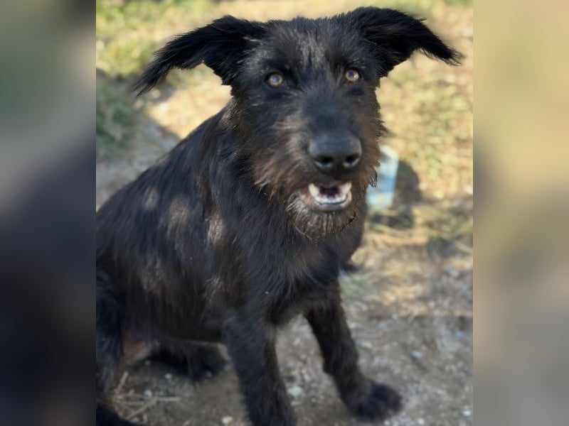 Buffy, geb. ca. 02/2025, lebt in GRIECHENLAND, auf einer privaten Pflegestelle