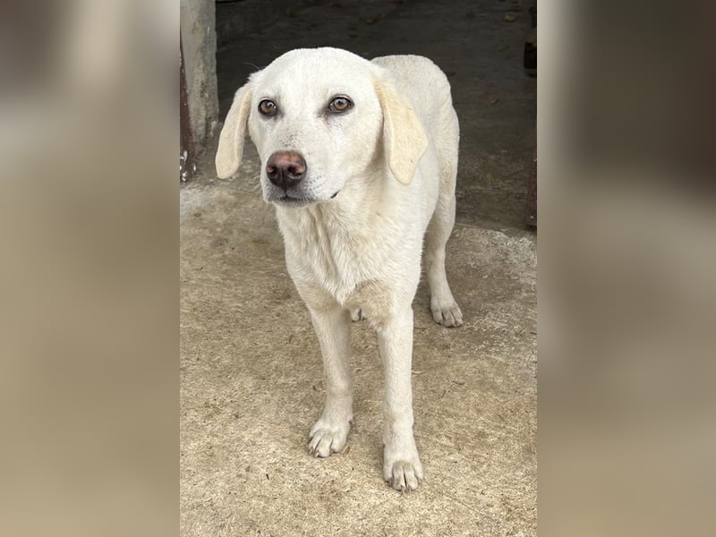 Nomi, geb. ca. 10/2024, lebt in GRIECHENLAND, auf einer privaten Pflegestelle