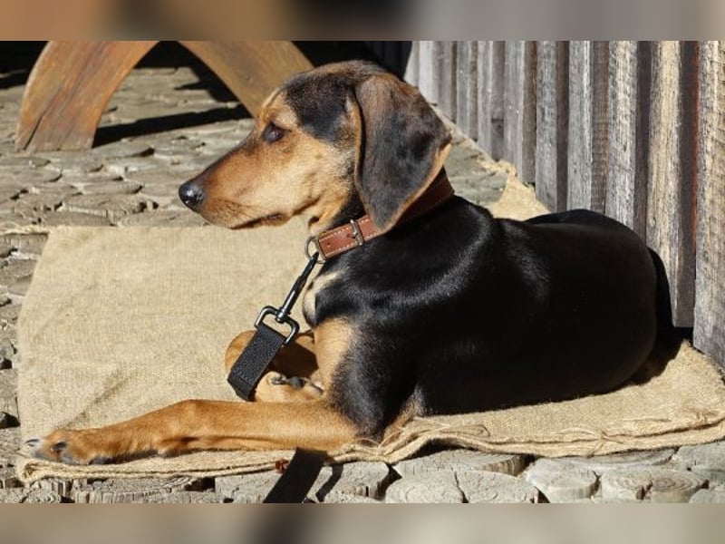 Solen, geb. ca. 04/2025, lebt bei einem Ehepaar in 79733 Görwihl Solen, geb. ca. 04/2025, lebt bei einem Ehepaar in 79733 Görwihl