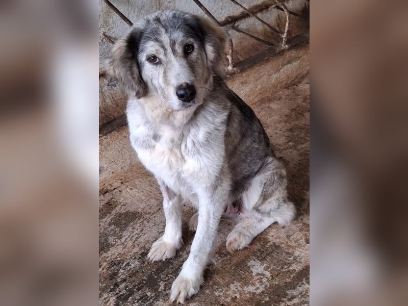 Taika, geb. ca. 07/2024, lebt in GRIECHENLAND, auf einer privaten Pflegestelle