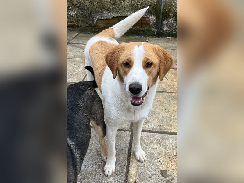 Laola, geb. ca. 05/2024, lebt in GRIECHENLAND, auf einem Gelände mit notdürftiger Versorgung