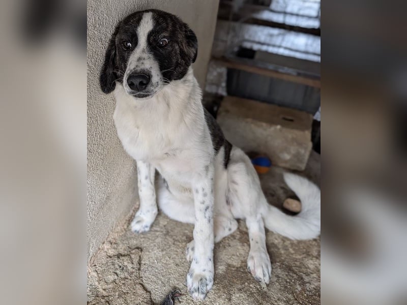 Maisha, geb. ca. 04/2025, lebt in GRIECHENLAND, im städt. Tierheim Serres