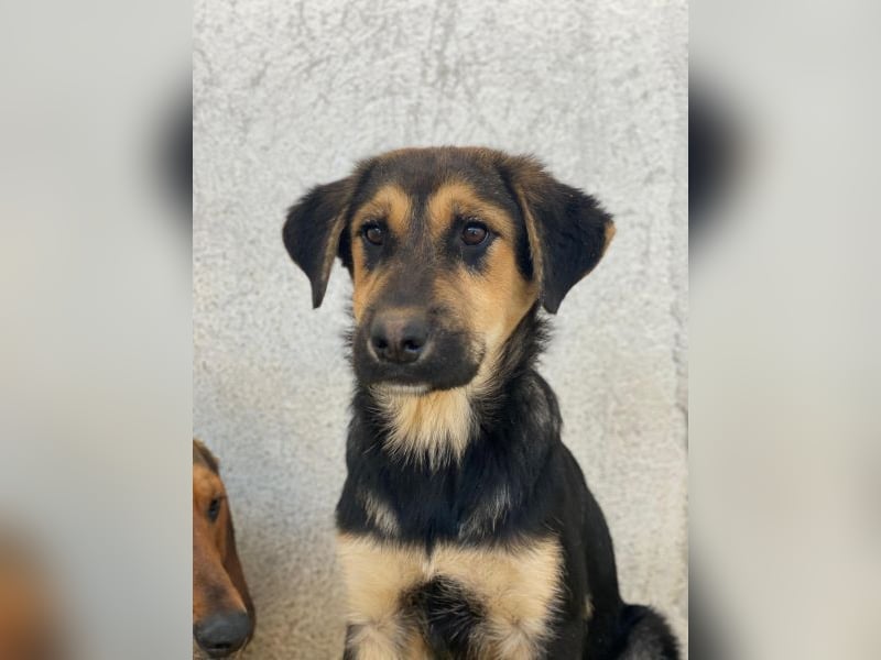 Elphaba, geb. ca. 07/2025, lebt in GRIECHENLAND, im städt. Tierheim Serres