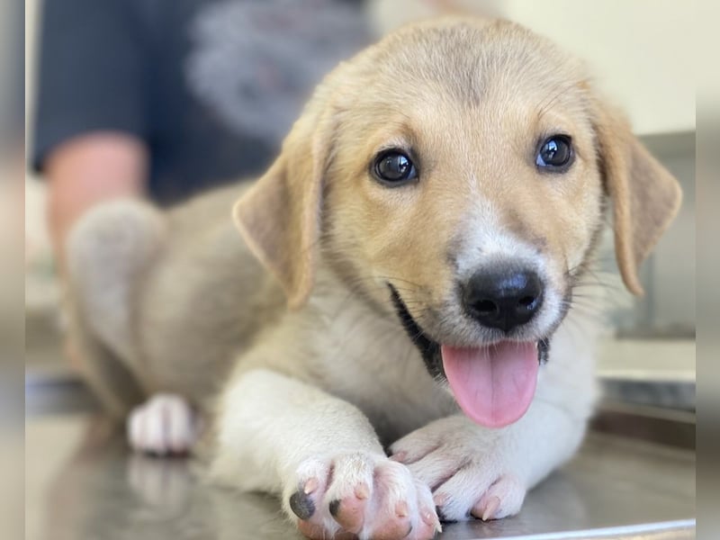 Padme, geb. ca. 04/2024, lebt in GRIECHENLAND, im städt. Tierheim Serres