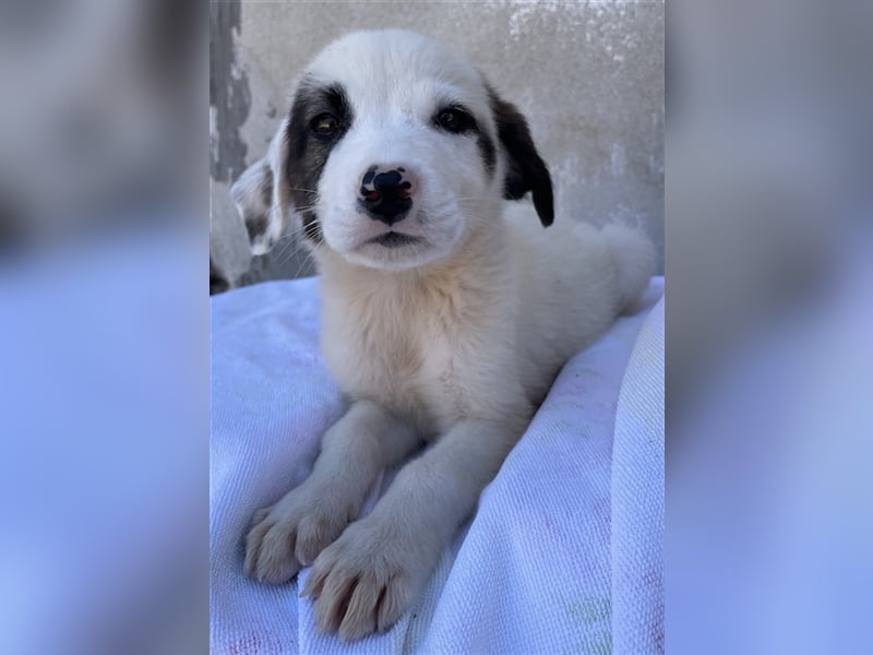 Alain, geb. ca. 06/2023, lebt in GRIECHENLAND, im städt. Tierheim Serres