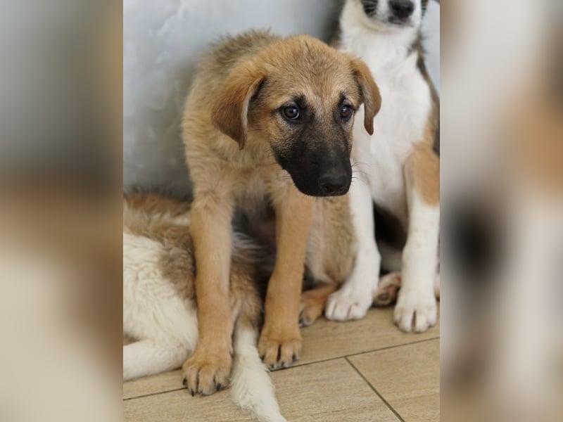 Anja, geb. ca. 12/2025, lebt in GRIECHENLAND, auf einer privaten Pflegestelle