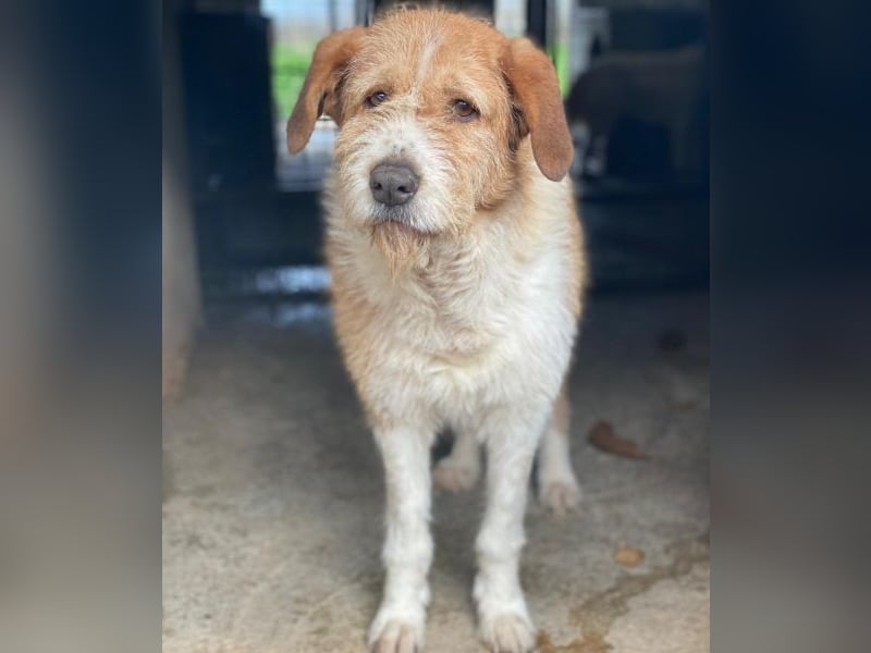 Yvaine, geb. ca. 05/2024, lebt in GRIECHENLAND, im städt. Tierheim Serres