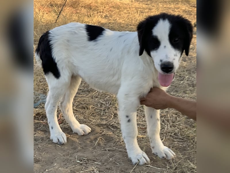 Umia, geb. ca. 05/2022, lebt in GRIECHENLAND, auf einer privaten Pflegestelle