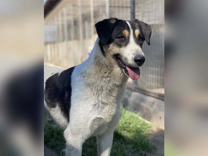 Fanny, geb. ca. 04/2021, lebt in GRIECHENLAND, im städt. Tierheim Serres