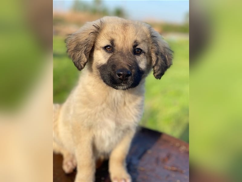Hermine Granger, geb. ca. 12/2023, lebt in GRIECHENLAND, im städt. Tierheim Serres