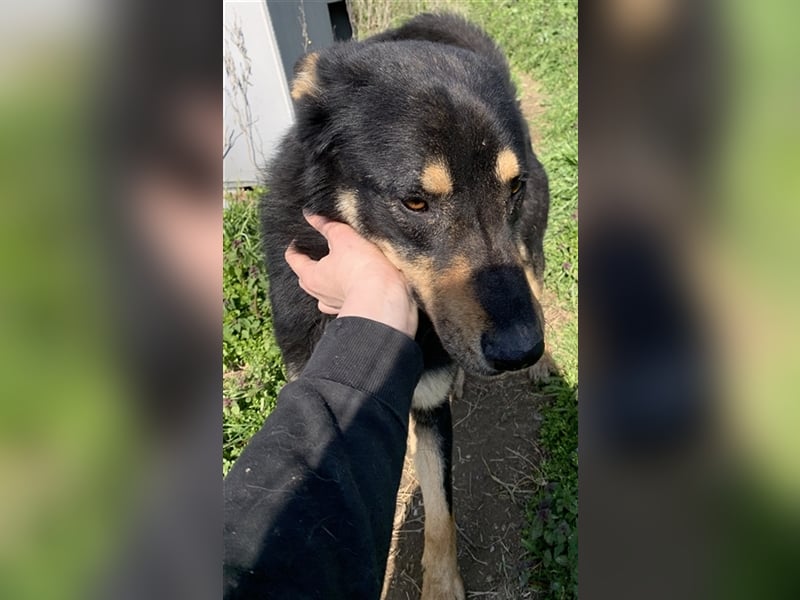 Niles, geb. ca. 05/2019, lebt in GRIECHENLAND, im städt. Tierheim Serres