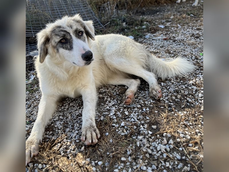 Gerda, geb. ca. 02/2023, lebt in GRIECHENLAND, im städt. Tierheim Serres