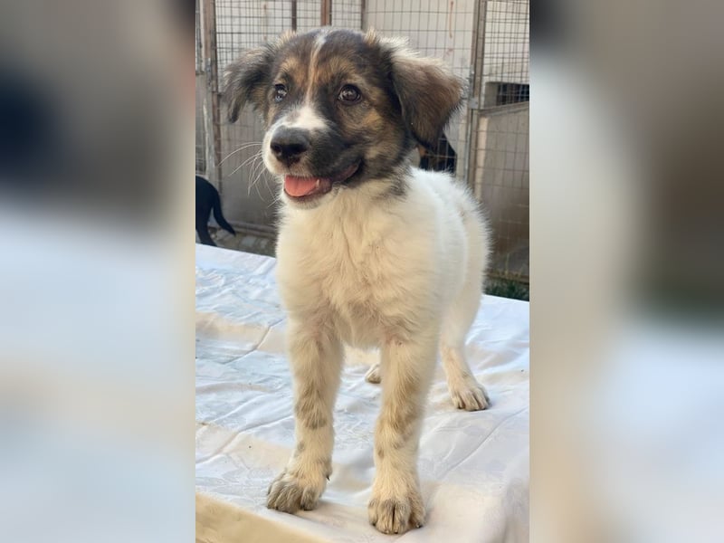 Ludmilla, geb. ca. 05/2025, lebt in GRIECHENLAND, im städt. Tierheim Serres