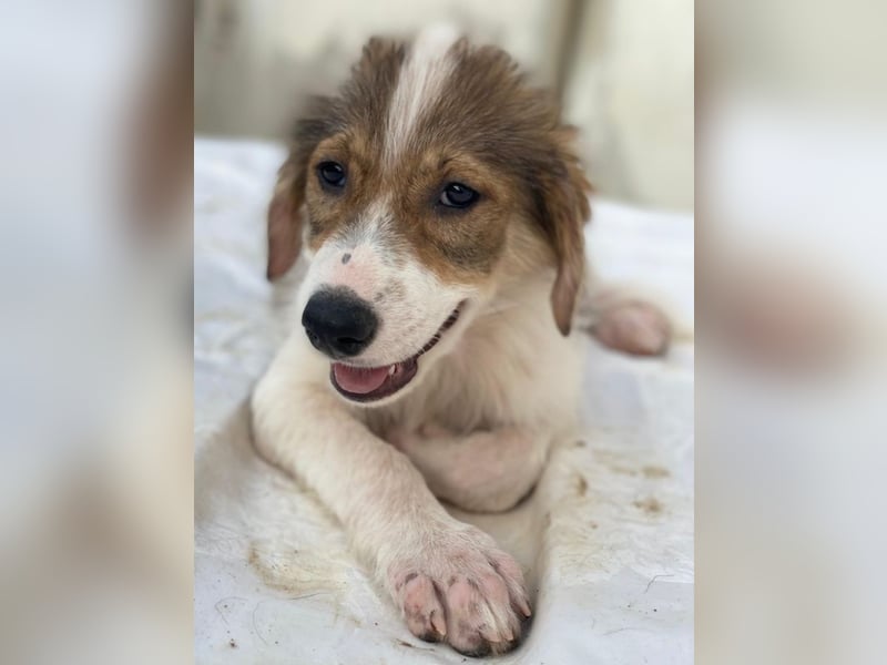 Niva, geb. ca. 05/2025, lebt in GRIECHENLAND, im städt. Tierheim Serres