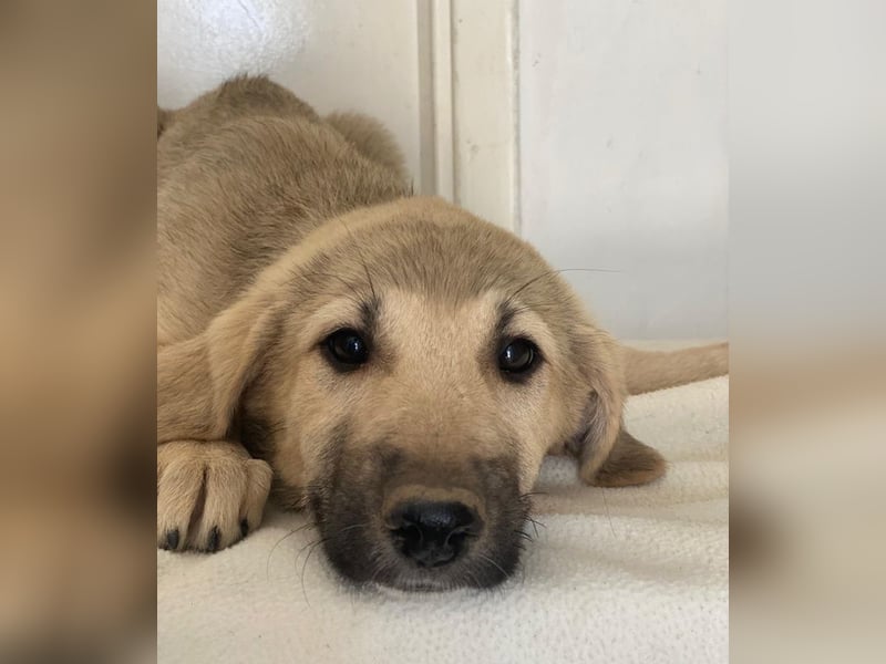 Glandy, geb. ca. 03/2025, lebt in GRIECHENLAND, im städt. Tierheim Serres