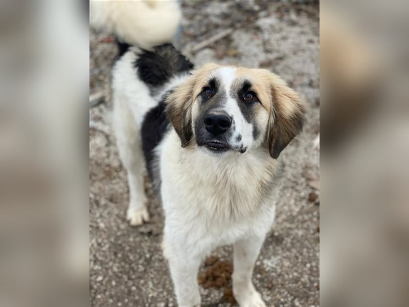 Otys, geb. ca. 03/2022, lebt in GRIECHENLAND, im städt. Tierheim Serres