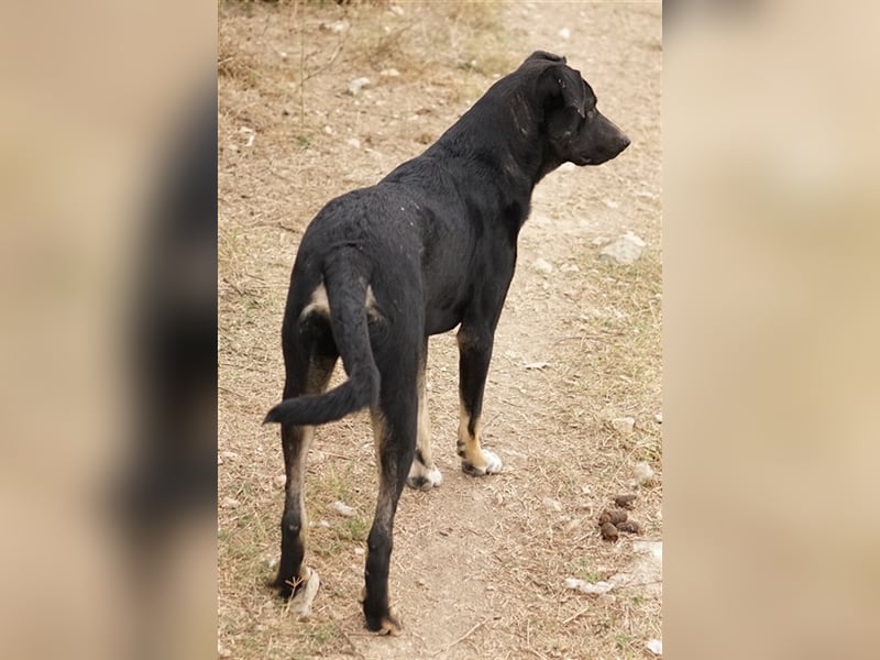Jeppe, geb. ca. 12/2022, lebt in GRIECHENLAND, im städt. Tierheim Serres