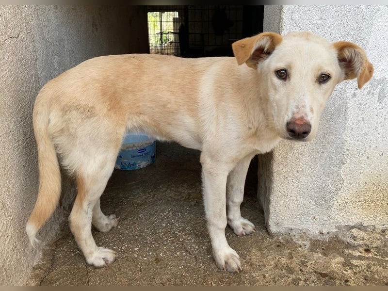 Kalena, geb. ca. 01/2025, lebt in GRIECHENLAND, im städt. Tierheim Serres