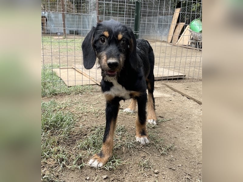 Bertha, geb. ca. 03/2023, lebt in GRIECHENLAND, im städt. Tierheim Serres