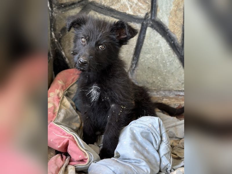 Buffy, geb. ca. 02/2025, lebt in GRIECHENLAND, auf einer privaten Pflegestelle