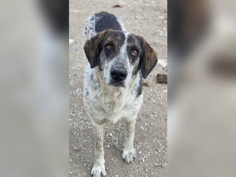 Nonga, geb. ca. 06/2023, lebt in GRIECHENLAND, im städt. Tierheim Serres