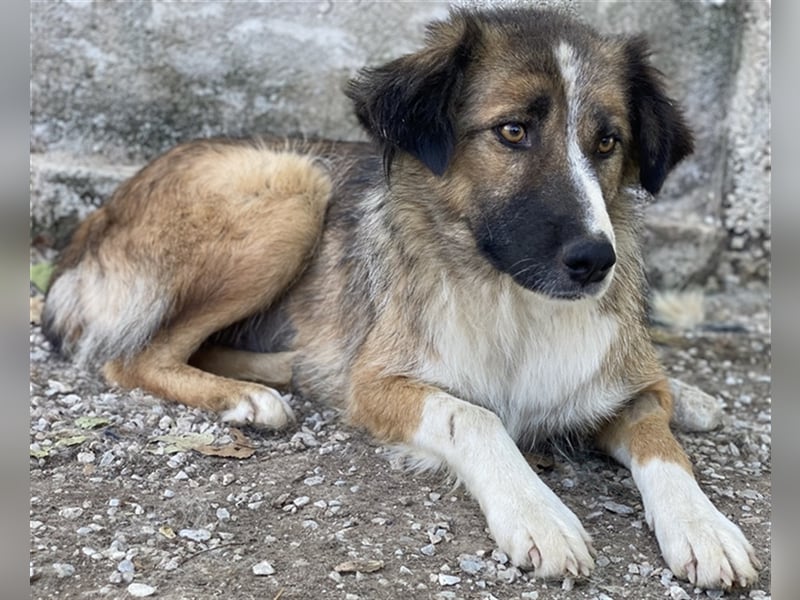 Poppi, geb. ca. 06/2021, lebt in GRIECHENLAND, im städt. Tierheim Serres