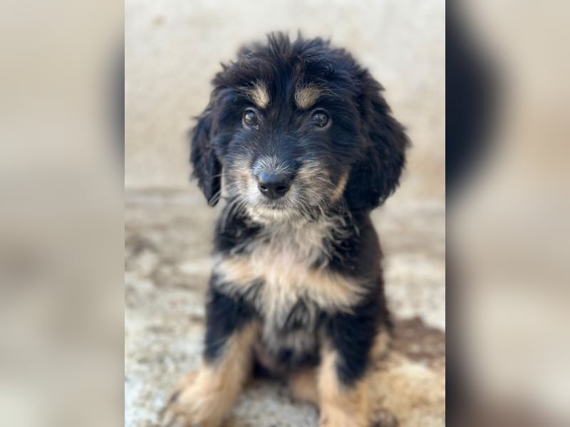 Ginger, geb. ca. 05/2026, lebt in GRIECHENLAND, im städt. Tierheim Serres