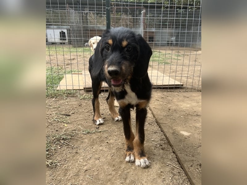 Bertha, geb. ca. 03/2023, lebt in GRIECHENLAND, im städt. Tierheim Serres