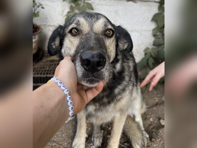 Quarta, geb. ca. 09/2018, lebt in GRIECHENLAND, auf einer privaten Pflegestelle