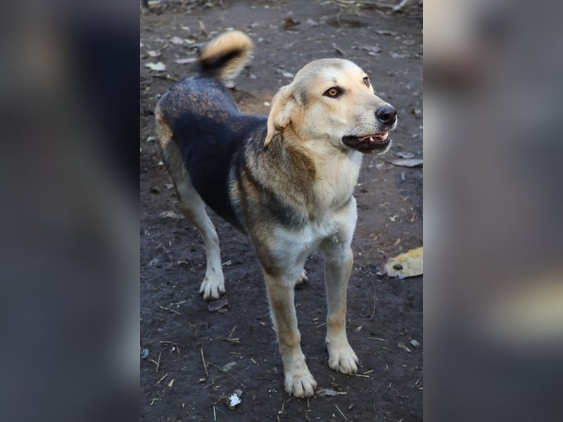 Ciri, geb. ca. 05/2024, lebt in GRIECHENLAND, im städt. Tierheim Serres