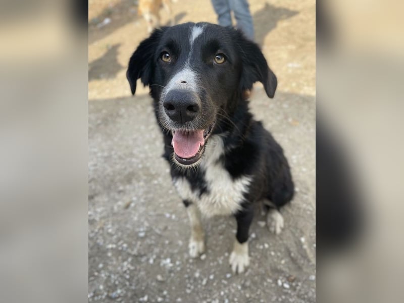 Meredith, geb. ca. 01/2022, lebt in GRIECHENLAND, auf einem Gelände, auf dem die Hunde notdürftig ve