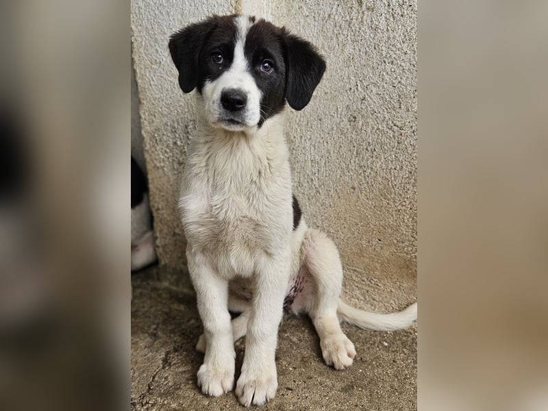 Zenzi, geb. ca. 01/2025, lebt in GRIECHENLAND, im städt. Tierheim Serres