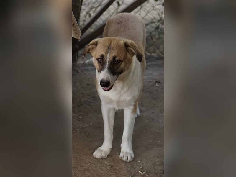Jeanie, geb. ca. 05/2023, lebt in GRIECHENLAND, im städt. Tierheim Serres