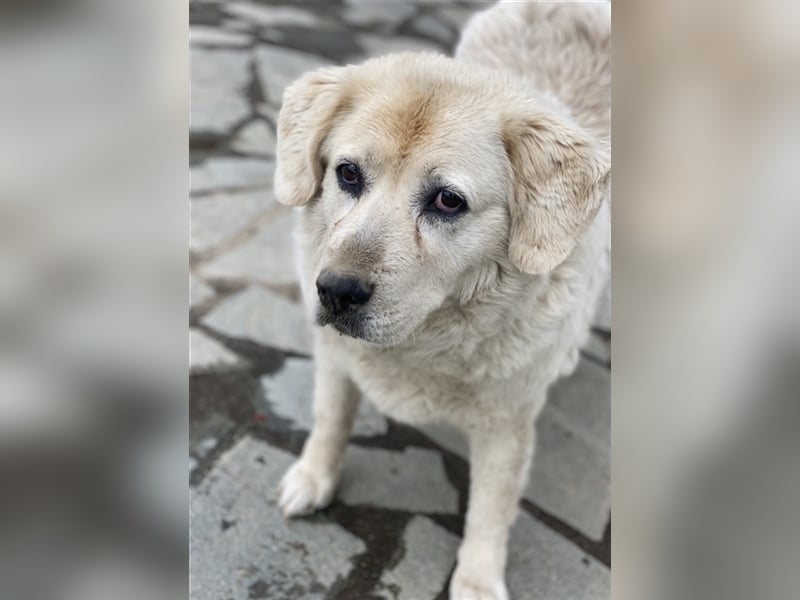 Lara, geb. ca. 05/2014, lebt in GRIECHENLAND, auf einer privaten Pflegestelle