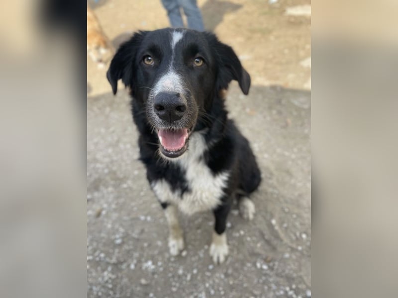 Meredith, geb. ca. 01/2022, lebt in GRIECHENLAND, auf einem Gelände, auf dem die Hunde notdürftig ve