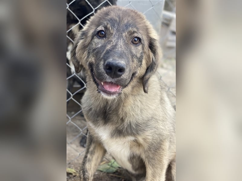 Amelie, geb. ca. 02/2024, lebt in GRIECHENLAND, im städt. Tierheim Serres