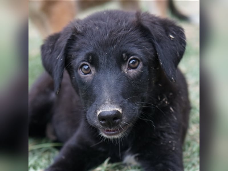 Lillia, geb. ca. 05/2024, lebt in GRIECHENLAND, auf einer privaten Pflegestelle