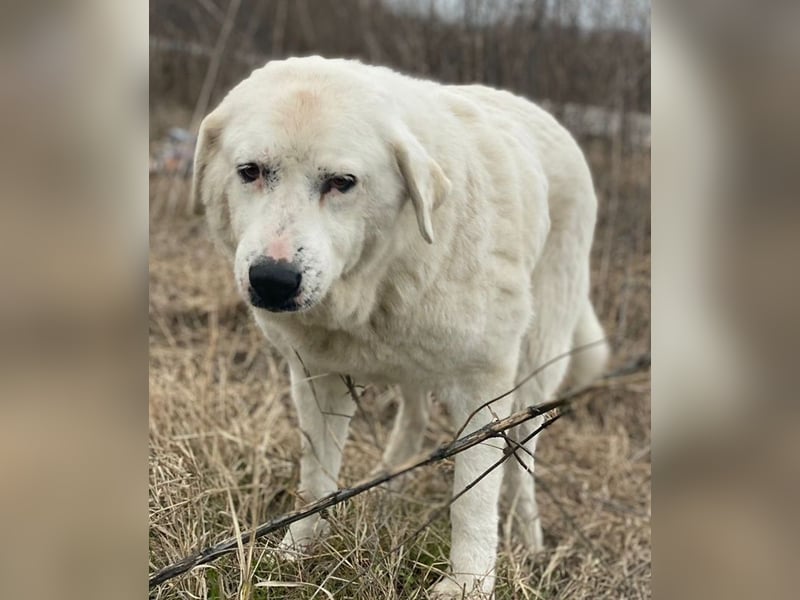 Sanni, geb. ca. 08/2018, lebt in GRIECHENLAND, im städt. Tierheim Serres