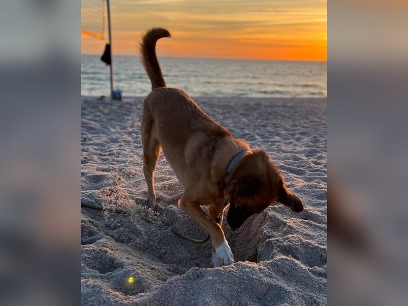 Georgia, geb. ca. 05/2019, lebt bei einer Familie in 13503 Berlin