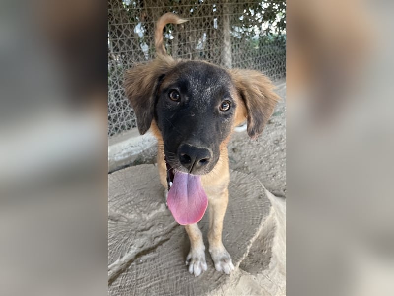 Lacasito, geb. ca. 01/2022, lebt in GRIECHENLAND, im städt. Tierheim Serres