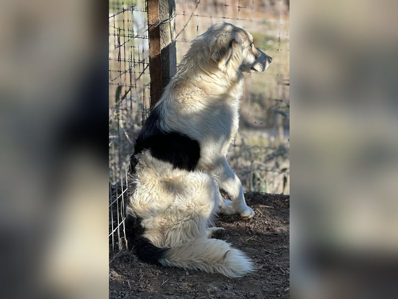 Sally Brown, geb. ca. 12/2023, lebt in GRIECHENLAND, auf einer privaten Pflegestelle