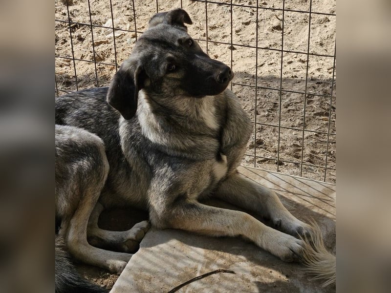 Nina Chuba, geb. ca. 02/2024, lebt in GRIECHENLAND, im städt. Tierheim Serres