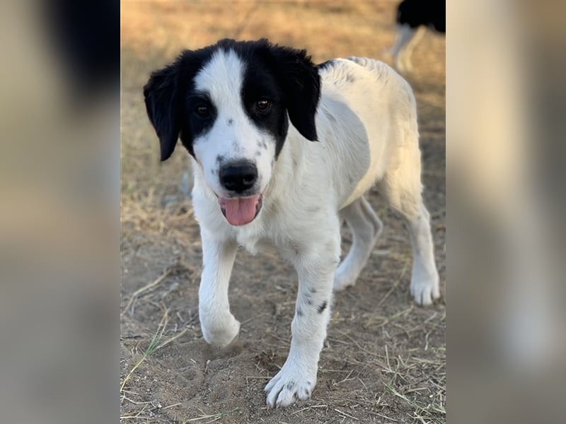 Umia, geb. ca. 05/2022, lebt in GRIECHENLAND, auf einer privaten Pflegestelle