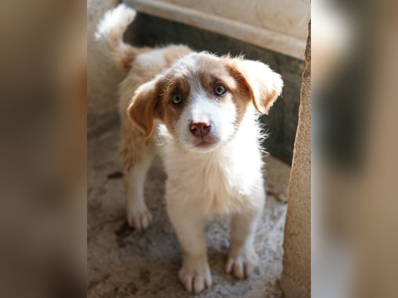 Josefine, geb. ca. 12/2025, lebt in GRIECHENLAND, im städt. Tierheim Serres