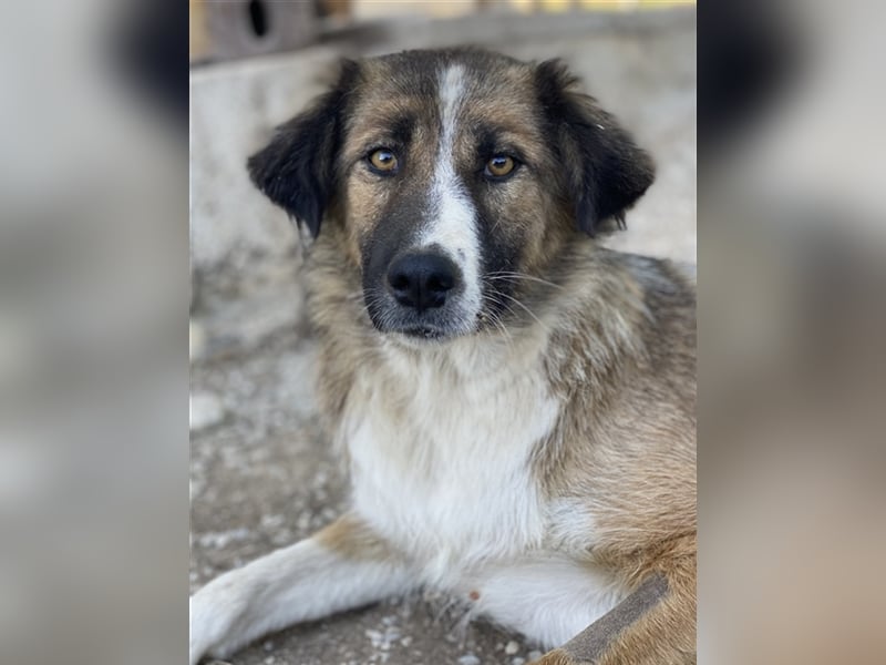 Poppi, geb. ca. 06/2021, lebt in GRIECHENLAND, im städt. Tierheim Serres