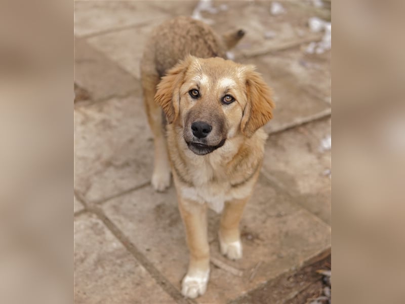 Luana, geb. ca. 10/2023, lebt in GRIECHENLAND, auf einem Gelände, auf dem die Hunde notdürftig verso