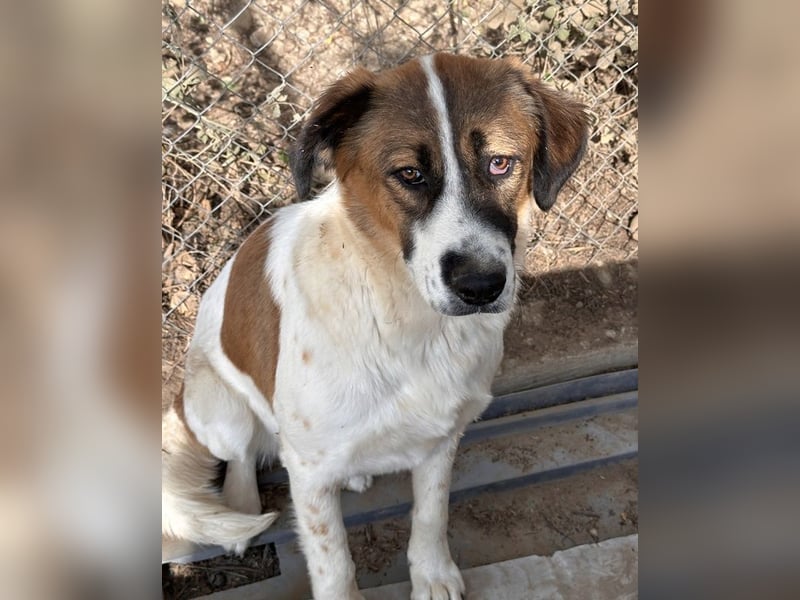 Fiva, geb. ca. 02/2024, lebt in GRIECHENLAND, im städt. Tierheim Serres