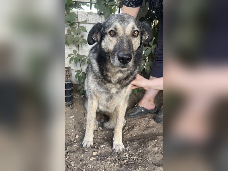 Quarta, geb. ca. 09/2018, lebt in GRIECHENLAND, auf einer privaten Pflegestelle